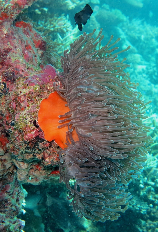 IMG_1320rf_Maldives_Madoogali_Plongee 14_Donagali caves_Actinie_Gyrostoma helianthus.jpg